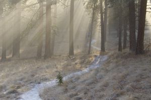 Fog Along the Trail-1